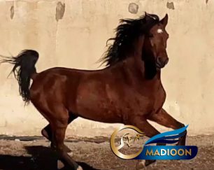 خرید اسب و فروش اسب_اسب کرد 4 ساله