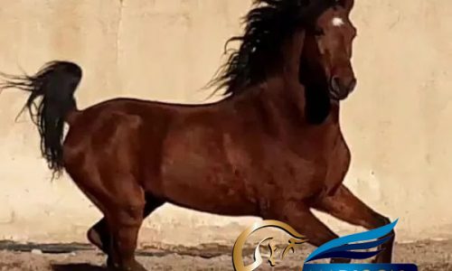 خرید اسب و فروش اسب_اسب کرد 4 ساله