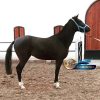 خرید اسب و فروش اسب_ نریان تروبرد