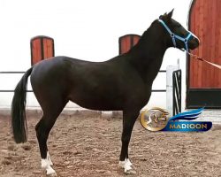 خرید اسب و فروش اسب_ نریان تروبرد