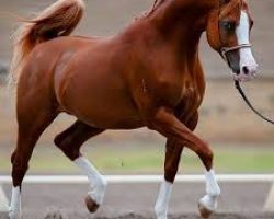 جشنواره فروش و تهاتر برترین اسبِ‌های عربِ دنیا در ایران