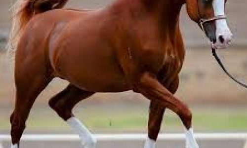 جشنواره فروش و تهاتر برترین اسبِ‌های عربِ دنیا در ایران