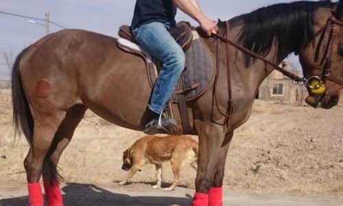 خرید اسب و فروش اسب_مادیون دره شوری