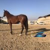خرید اسب و فروش اسب_ نریان آخال تکه