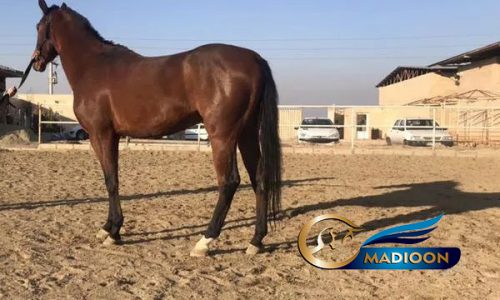 خرید اسب و فروش اسب_ نریان آخال تکه