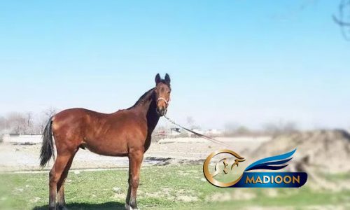 خرید اسب و فروش اسب_ اسب نریان وارداتی