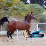 خرید اسب و فروش اسب_اسب ترکمن آخال تکه