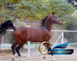 خرید اسب و فروش اسب_اسب ترکمن آخال تکه