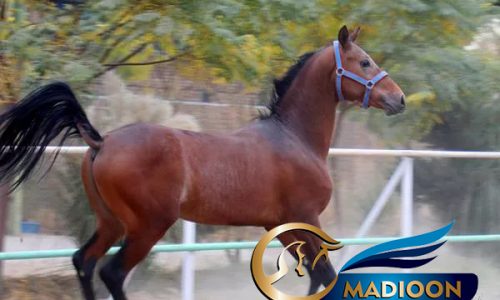 خرید اسب و فروش اسب_اسب ترکمن آخال تکه