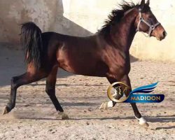 خرید اسب و فروش اسب_ نریان عرب سواری