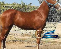 خرید اسب و فروش اسب_هرانوس