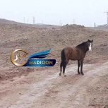 خرید اسب و فروش اسب_مادیون دره شوری