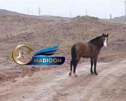 خرید اسب و فروش اسب_مادیون دره شوری