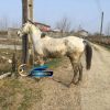 خرید اسب و فروش اسب_ نریان عرب ایرانی