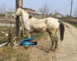 خرید اسب و فروش اسب_ نریان عرب ایرانی
