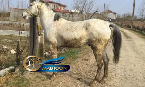 خرید اسب و فروش اسب_ نریان عرب ایرانی
