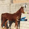 خرید اسب و فروش اسب_نریان عرب خالص