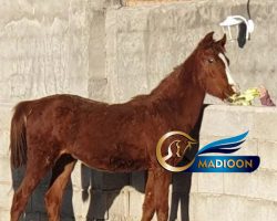 خرید اسب و فروش اسب_نریان عرب خالص