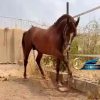 خرید اسب و فروش اسب_ سالار خان