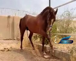 خرید اسب و فروش اسب_ سالار خان