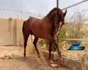 خرید اسب و فروش اسب_ سالار خان
