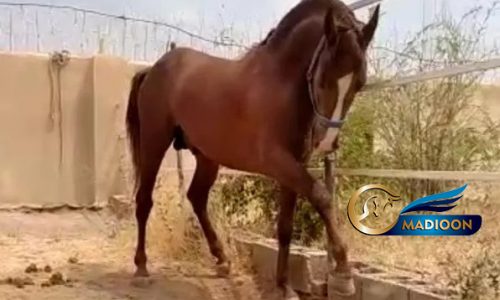 خرید اسب و فروش اسب_ سالار خان