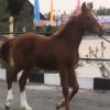 خرید اسب و فروش اسب_کره اسب دو سر خارجی پرشی