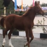 خرید اسب و فروش اسب_کره اسب دو سر خارجی پرشی