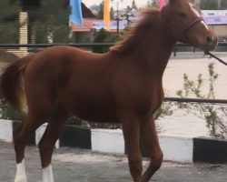 خرید اسب و فروش اسب_کره اسب دو سر خارجی پرشی