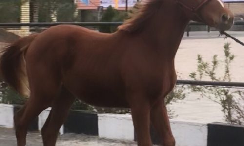 خرید اسب و فروش اسب_کره اسب دو سر خارجی پرشی
