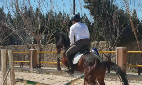 خرید اسب و فروش اسب_اسب تروبرد با تمام لوازم
