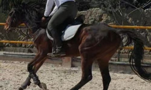 خرید اسب و فروش اسب_اسب تروبرد با تمام لوازم
