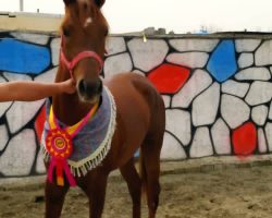 خرید اسب و فروش اسب_عرب مصری