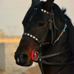 خرید اسب و فروش اسب_کهربا