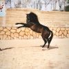 خرید اسب و فروش اسب_ دیبالا