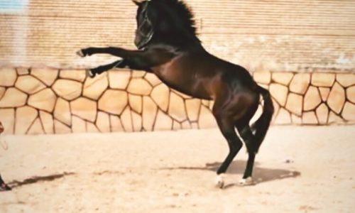 خرید اسب و فروش اسب_ دیبالا