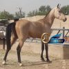 خرید اسب و فروش اسب_ ماهون