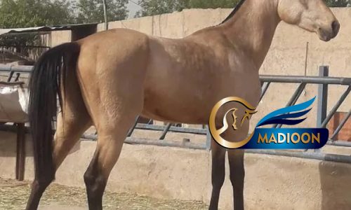 خرید اسب و فروش اسب_ ماهون