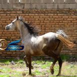 خرید اسب و فروش اسب_ اسب عرب یکسر خارجی