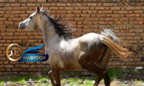 خرید اسب و فروش اسب_ اسب عرب یکسر خارجی