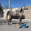 خرید اسب و فروش اسب_مادیان عرب مصری