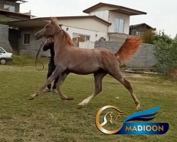خرید اسب و فروش اسب_کره اسب عرب مصری