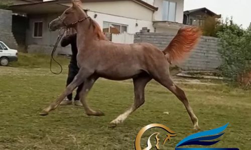 خرید اسب و فروش اسب_کره اسب عرب مصری