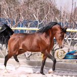 خرید اسب و فروش اسب_سیلمی عرب