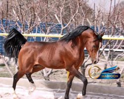 خرید اسب و فروش اسب_سیلمی عرب