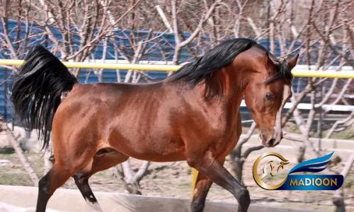 خرید اسب و فروش اسب_سیلمی عرب