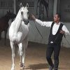 خرید اسب و فروش اسب_کشش سیلمی ترکمن فریاد