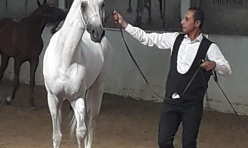 خرید اسب و فروش اسب_کشش سیلمی ترکمن فریاد