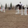 مادیون خرید اسب و فروش اسب_سیلمی تروبرد دو سر خارجی