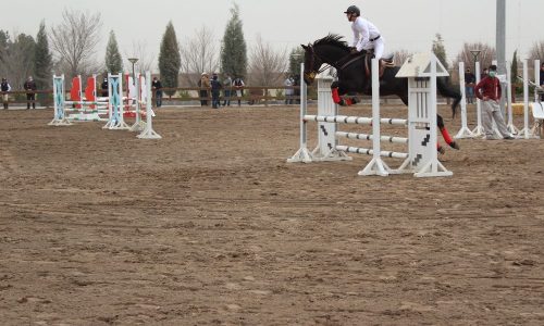 مادیون خرید اسب و فروش اسب_سیلمی تروبرد دو سر خارجی